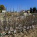 Čerešňa (Prunus avium) ´BURLAT´ skorá 130-160cm - voľnokorenná 